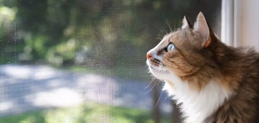 Menteşeli Kedi Sinekliği